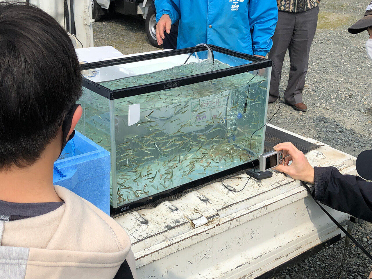 「由良川にサケよ帰れ活動 サケの放流」